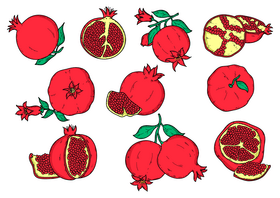 Pomegranate drawing set vector