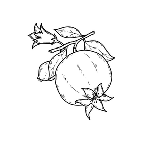 Pomegranate branch drawing black and white clipart