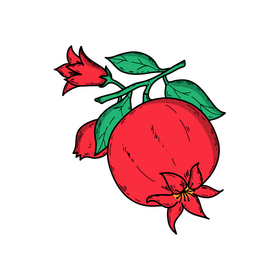 Pomegranate branch drawing clipart