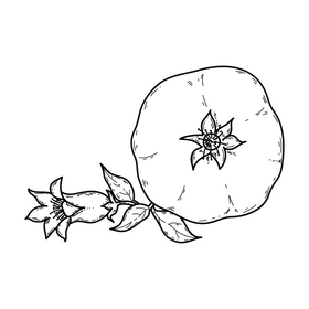 Pomegranate with flower drawing black and white clipart