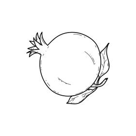 Pomegranate drawing black and white clipart