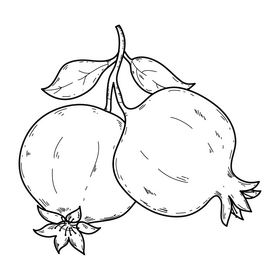 Pomegranates drawing black and white clipart