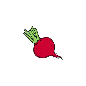 Radish drawing clipart