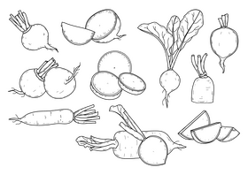 Radish drawing set black and white vector