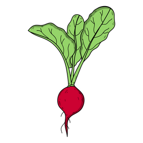 Radish vegetable drawing clipart