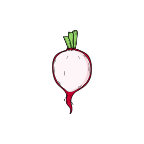 Radish half drawing clipart