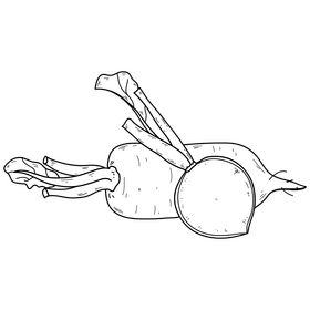 Radish vegetable black and white clipart