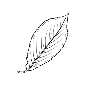 Fall leaf line drawing black and white clipart