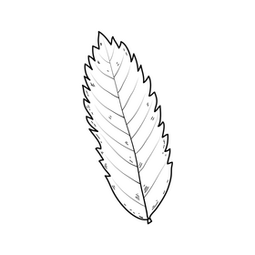 Autumn leaf line drawing black and white clipart