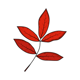 Fall leaves drawing clipart