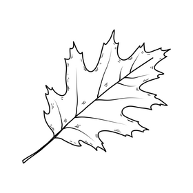 Red autumn leaf black and white clipart