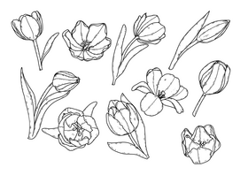 Tulips flower drawing black and white vector