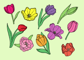 Tulips flower drawing vector