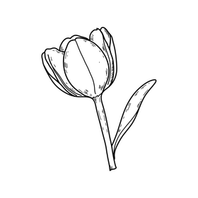 Tulip flower drawing black and white clipart
