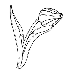 Red tulip drawing black and white clipart