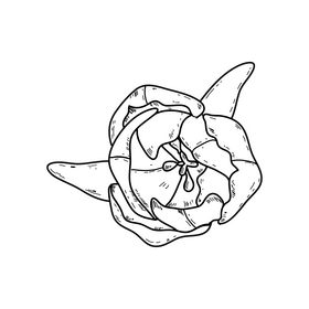 Pink tulip drawing black and white clipart