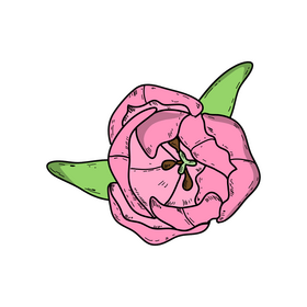 Pink tulip drawing clipart