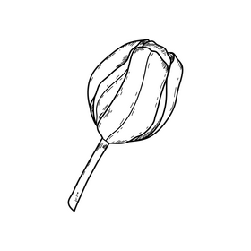 Tulip spring flower drawing black and white clipart