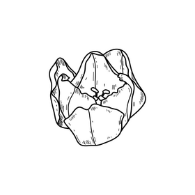 Orange tulip flower black and white clipart