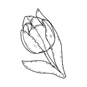 Yellow tulip drawing black and white clipart