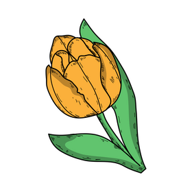 Yellow tulip drawing clipart