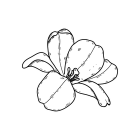 Purple opened up tulip flower drawing black and white clipart