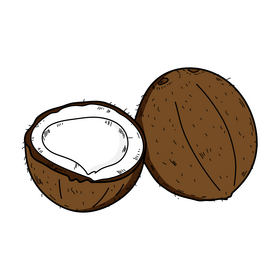 Coconut drawing clipart