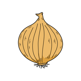 Onion drawing clipart