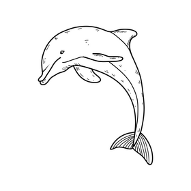Dolphin drawing black and white clipart