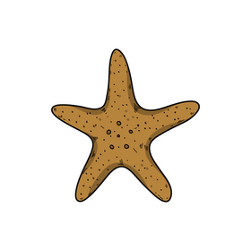 Starfish drawing clipart