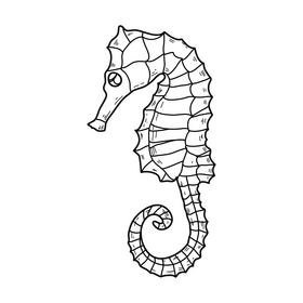 Seahorse drawing black and white clipart