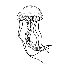Jellyfish drawing black and white clipart