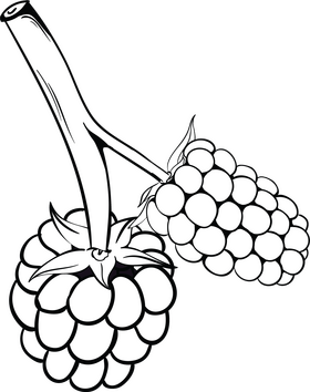 Blackberry black and white clipart