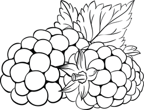 Free blackberry black and white clipart