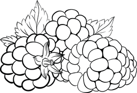 Free blackberry fruit black and white clipart