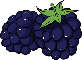 Blackberry fruit clipart