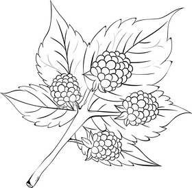 Blackberry leaf black and white clipart