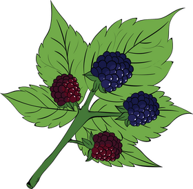 Blackberry leaf clipart