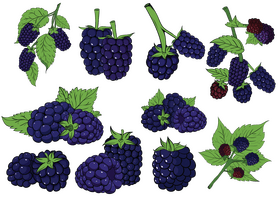 Blackberry set vector