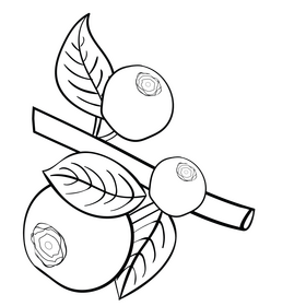 Blueberries branch black and white clipart