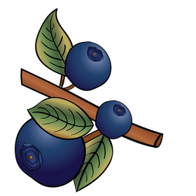 Blueberries branch clipart