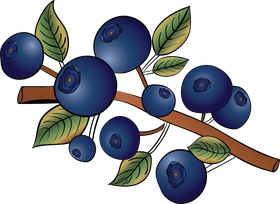 Blueberries branch clipart