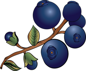 Fresh blueberries clipart