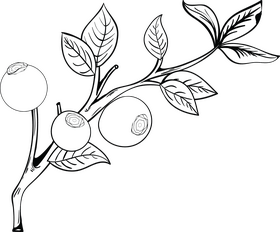 Free blueberries fruit black and white clipart