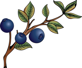 Free blueberries fruit clipart