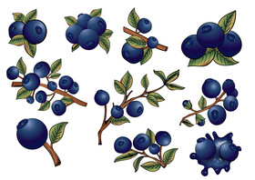Blueberry set vector