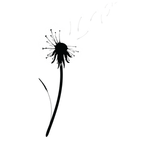 Dandelion black and white clipart