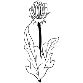 Free dandelion black and white clipart