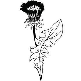 Free dandelion flower black and white clipart