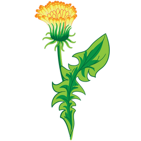 Free dandelion flower clipart